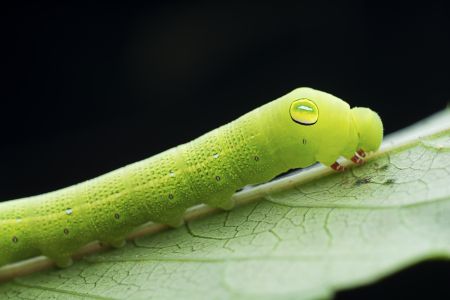 昆虫,昆虫类,毛毛虫,动物,生物,特写,微距