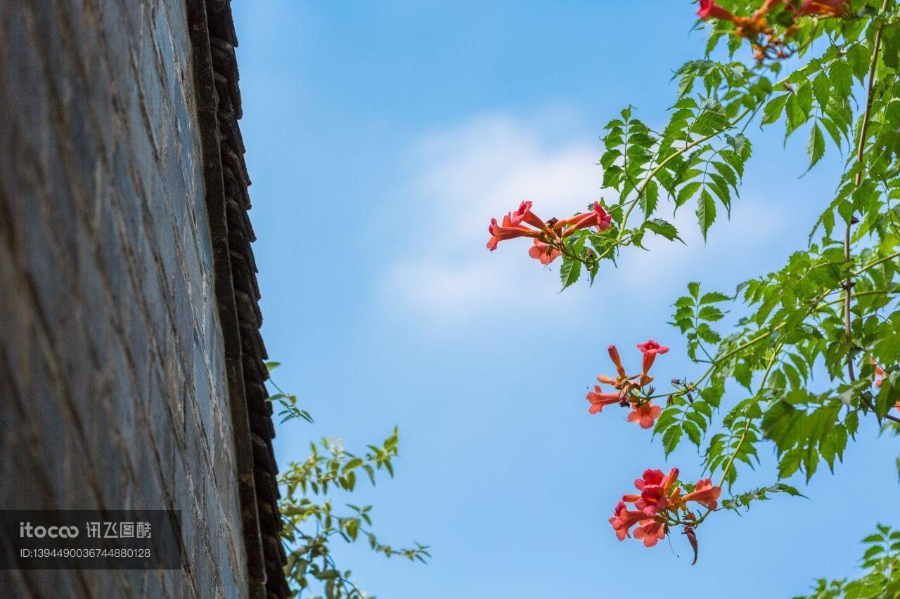 植物,自然风光,仰拍