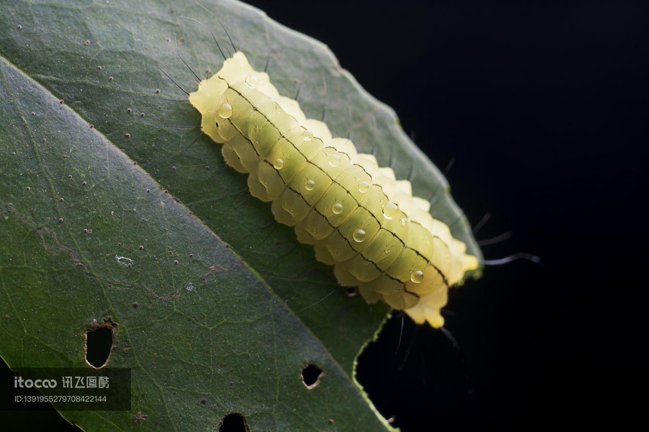 昆虫,幼虫,软体类