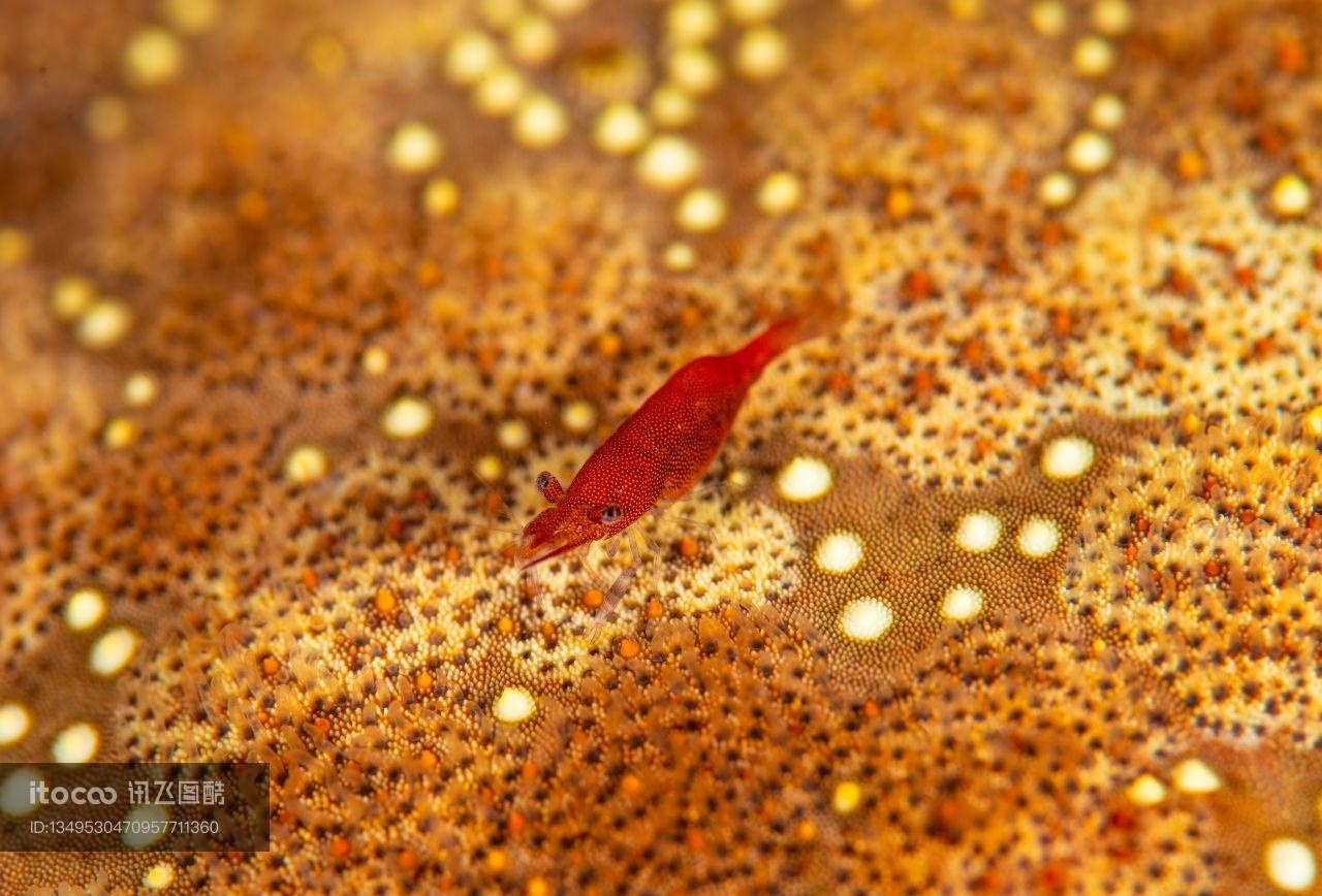 虾,生物,特写