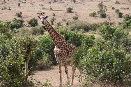 生物,动物,哺乳动物,长颈鹿,哺乳类,肯尼亚,国外,全景,树木,灌木,植物,沙漠,草原,马赛长颈鹿,南非长颈鹿