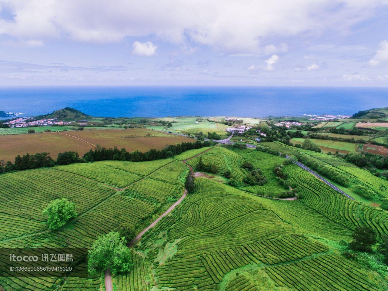 茶地,植物,茶叶