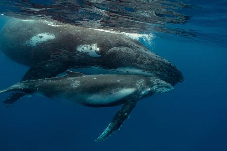 生物,哺乳动物,动物,鲸鱼,海洋,特写,抹香鲸,灰鲸