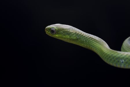 蛇,爬行动物,动物,生物,特写,微距