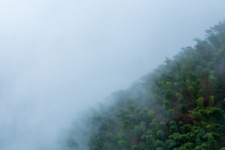 云雾,自然风光,森林,树木,植物