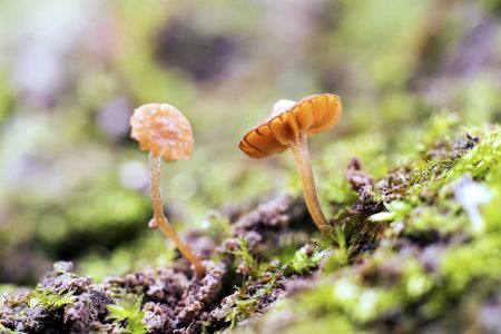 特写,青草,蘑菇（块菌）,自然,环境,生物,植物,真菌,户外
