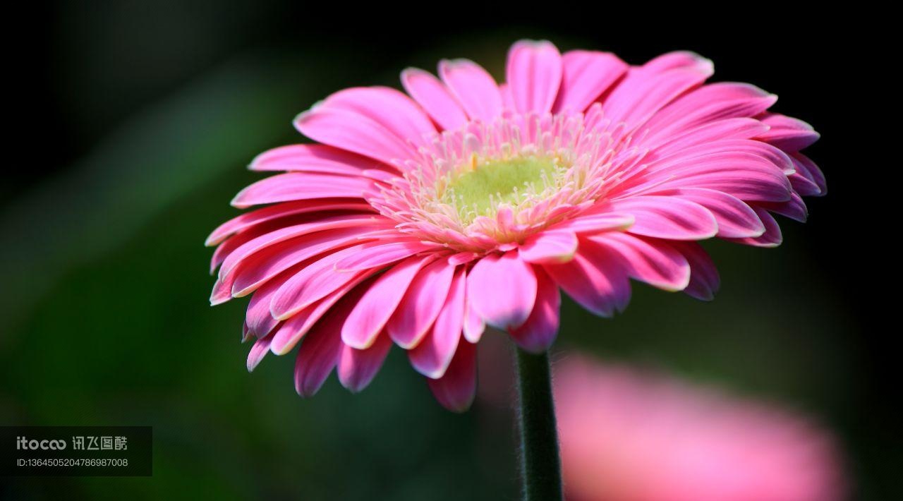 生物,植物,花