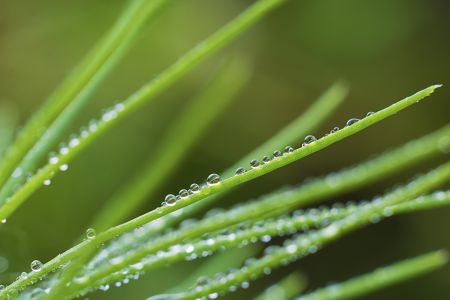 生物,青草,自然,环境,露水 ,特写,植物,田园风光,季节