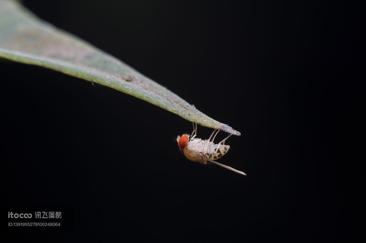 生物,昆虫,户外