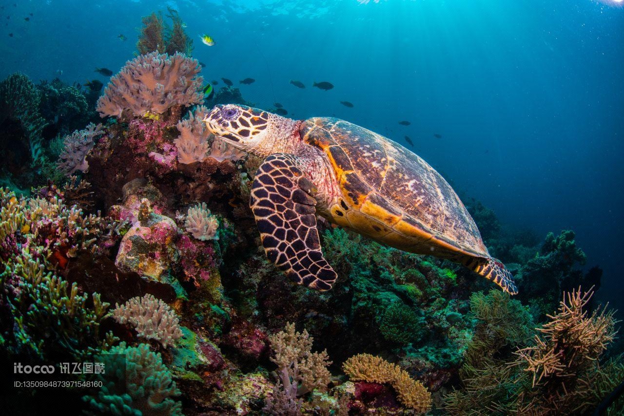 珊瑚礁,爬行类,玳瑁海龟