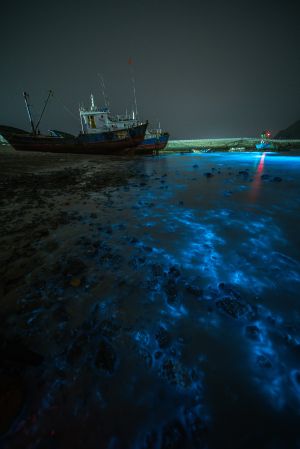 交通工具,夜晚,海洋,自然风光,船,蓝眼泪,天空