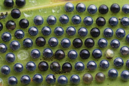 特写,虫卵,生物,动物,植物,树叶,昆虫