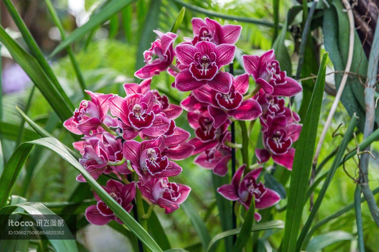 花,特写,生物