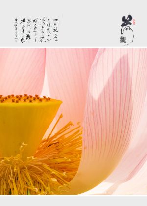 设计素材,荷花,特写,创意