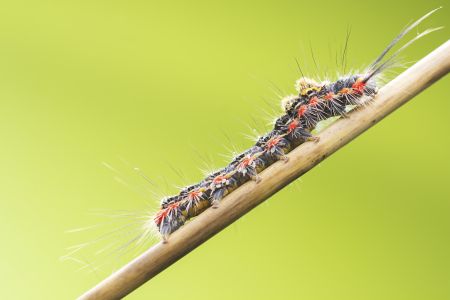 昆虫,毛毛虫,动物,生物,特写,昆虫类,虫子