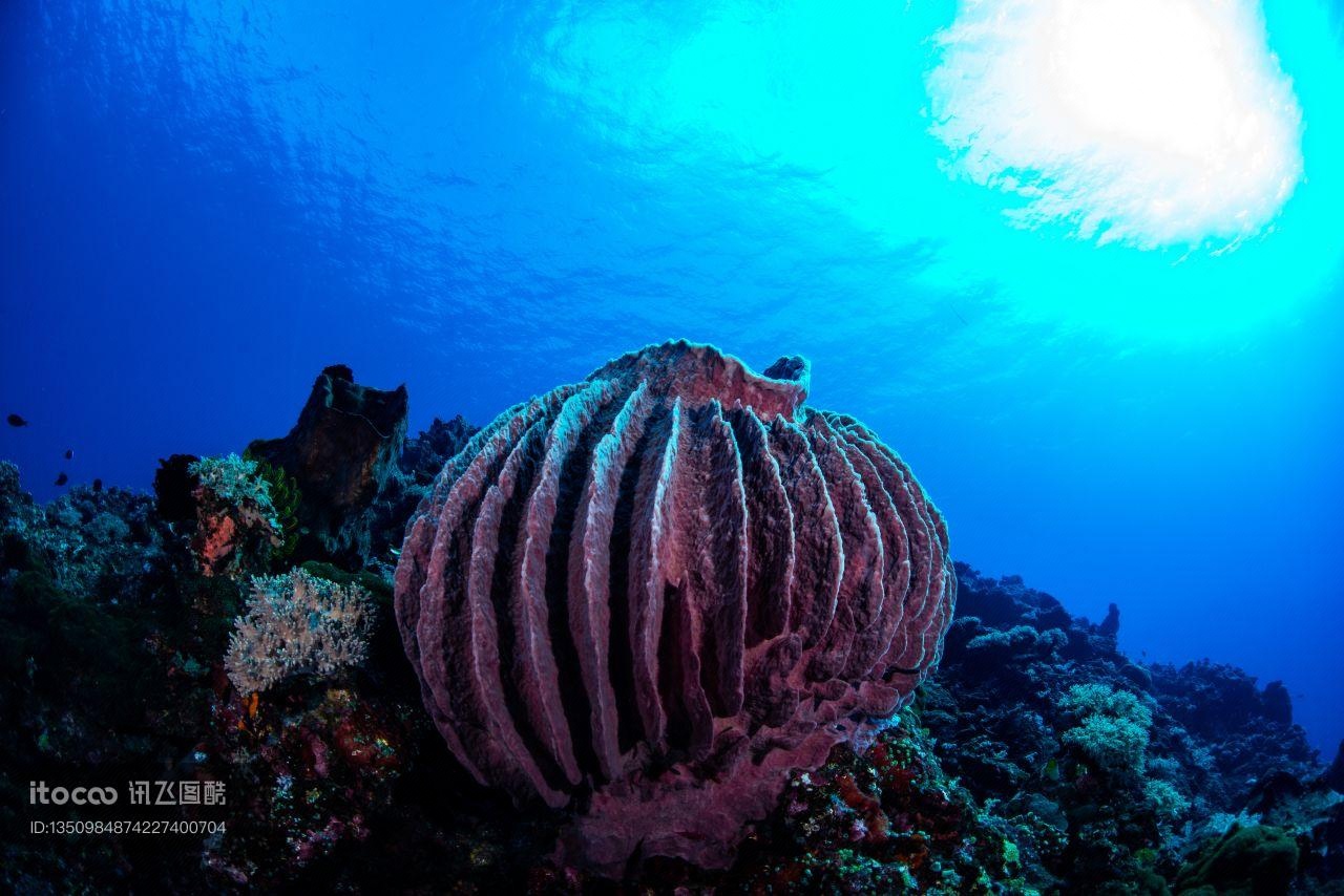 珊瑚礁,自然风光,生物