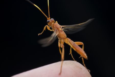 节肢动物,昆虫类,生物,动物,特写,微距,昆虫