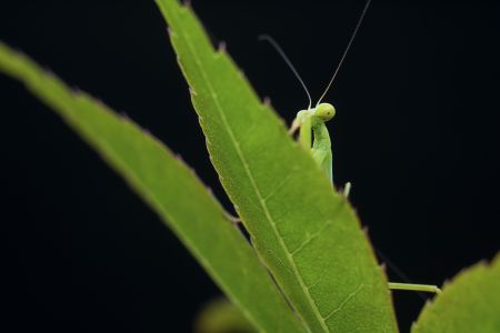 生物,昆虫,特写,动物,树叶,田园风光,螳螂,自然,环境,户外,植物