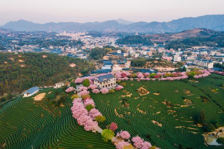 自然风光,全景,山川,植物,花,建筑,树木,梯田,房屋