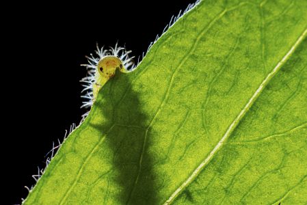 昆虫,昆虫类,毛毛虫,动物,生物,特写,微距