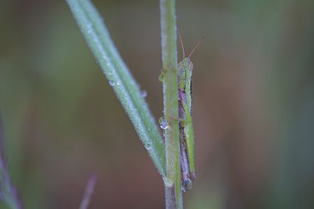 昆虫,微距,节肢动物,生物,动物,特写