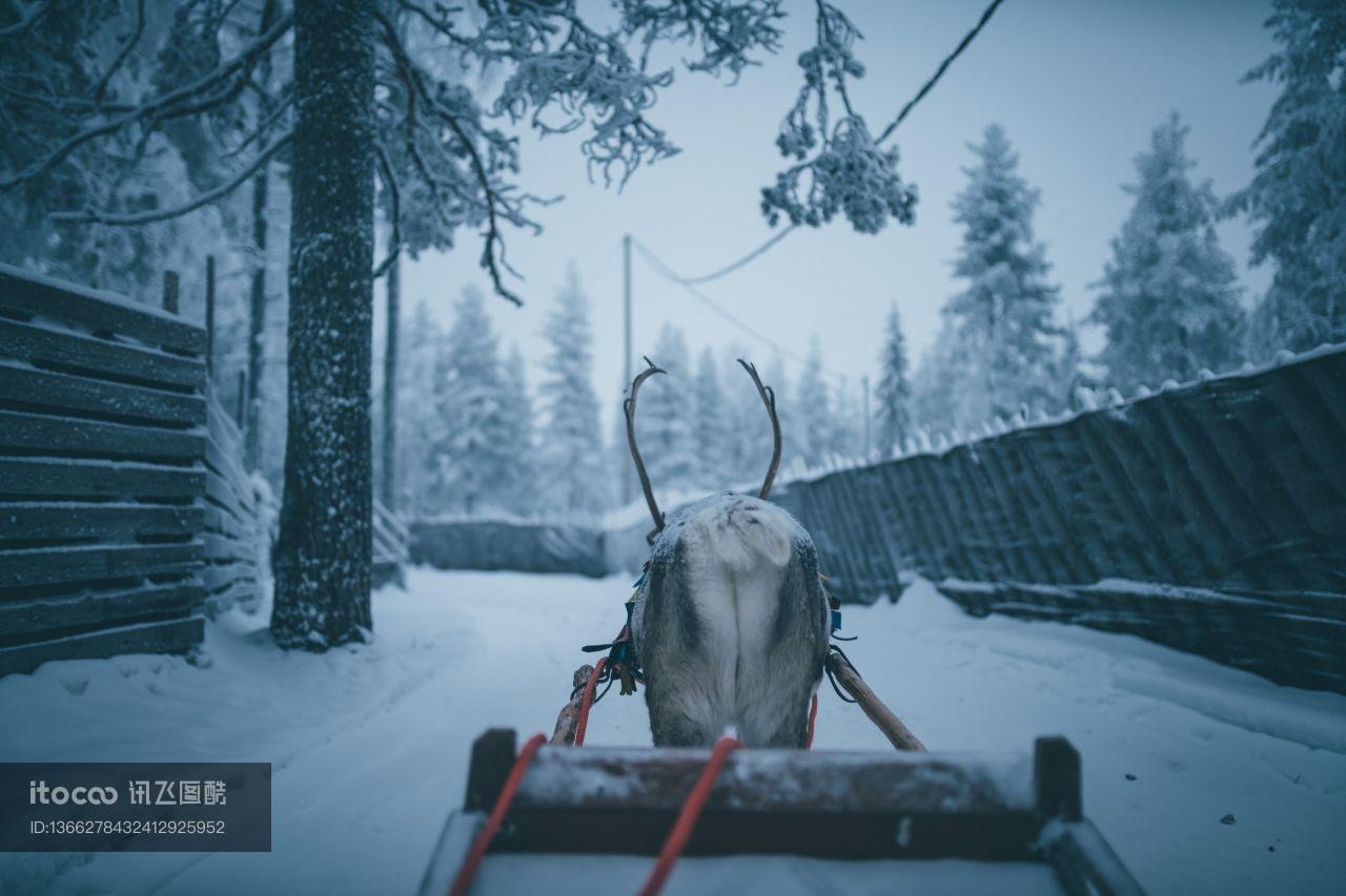 雪,冬天,动物