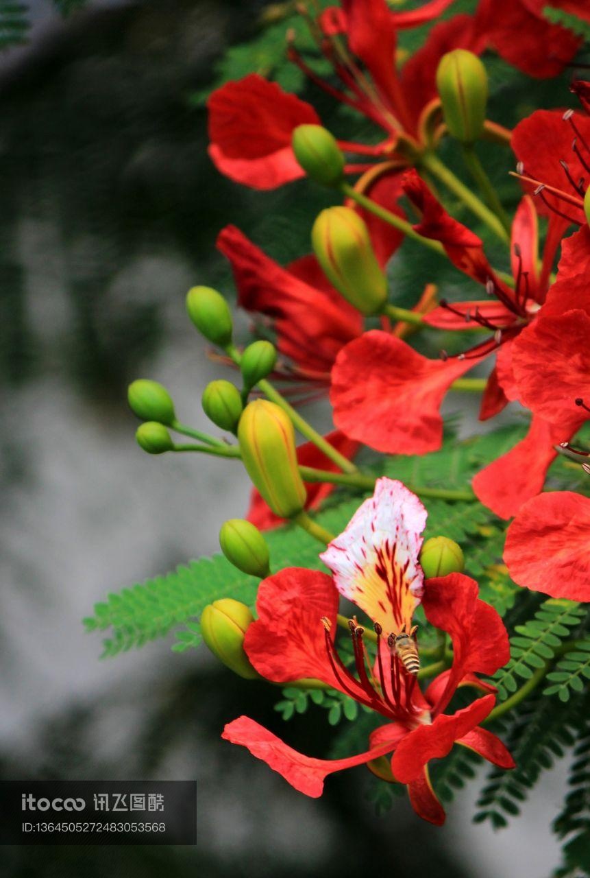 生物,植物,花