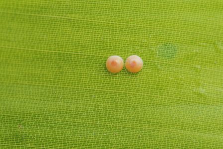 特写,虫卵,草原,生物,动物,昆虫,植物,树叶