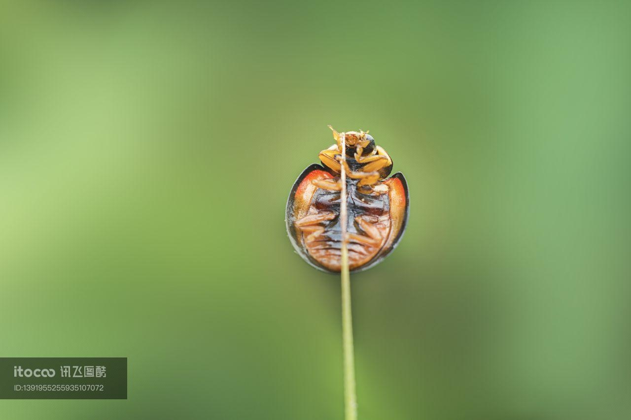 特写,七星瓢虫,生物