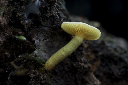 蘑菇（块菌）,户外,特写,环境,季节,生物,植物,树木,真菌,自然