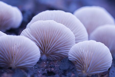 蘑菇（块菌）,蘑菇,植物,生物,真菌,特写