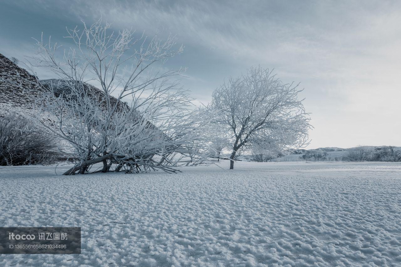 自然风光,雪,树木