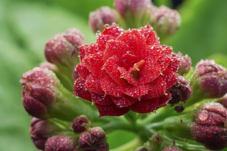 特写,生物,户外,自然,植物,花,环境
