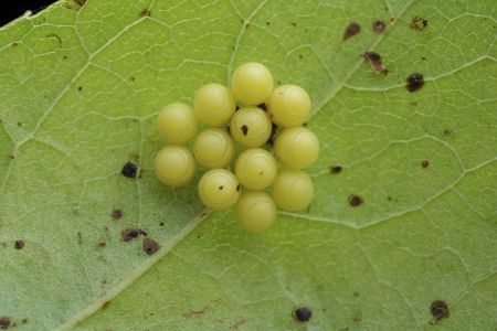 昆虫类,虫卵,生物,动物,特写