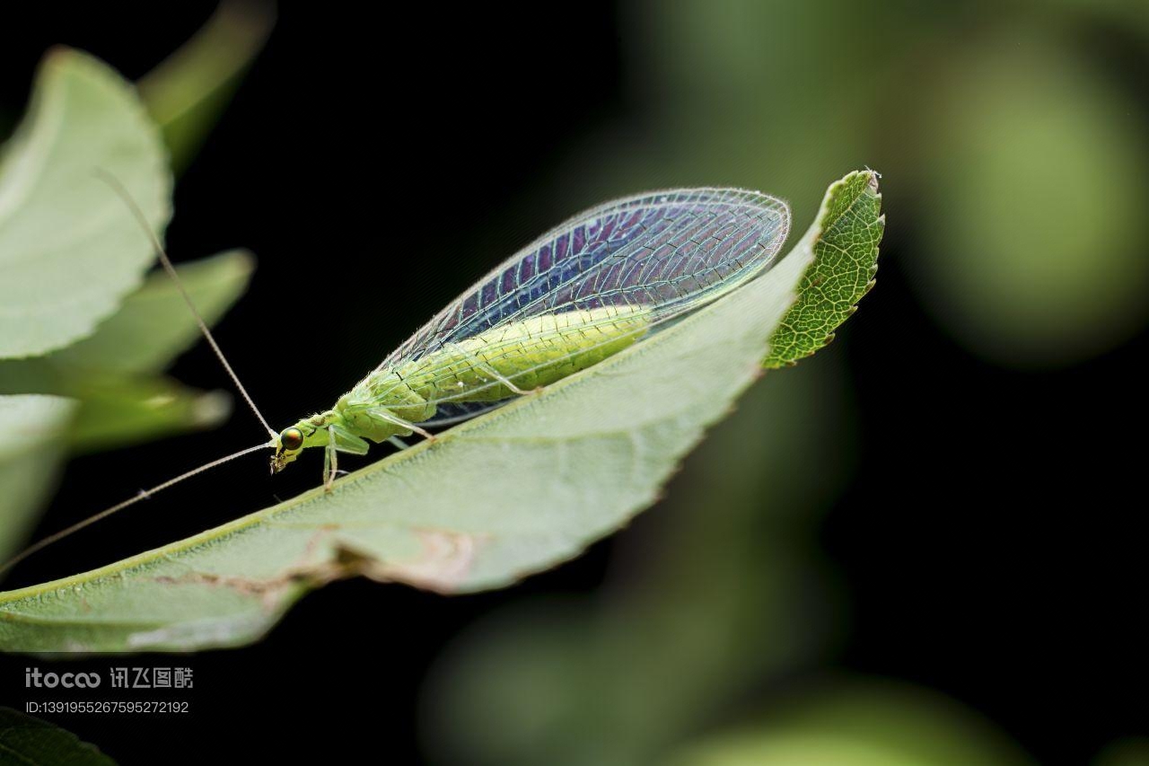 Free Images : nature, wing, green, insect, fauna, invertebrate, close up, outside, wings ...