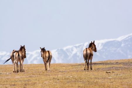自然风光,生物,高原,全景,马,青草,雪山