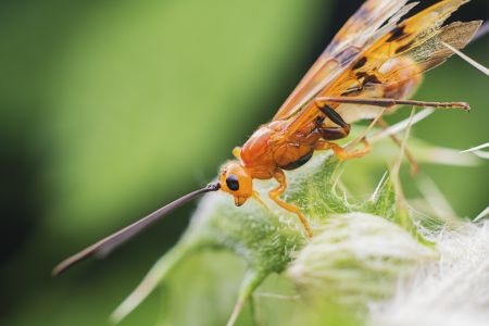 昆虫,节肢动物,虫子,动物,特写,昆虫类