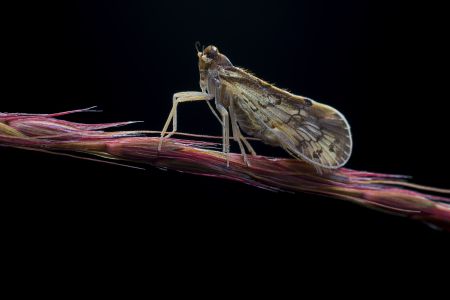 特写,生物,植物,动物,昆虫