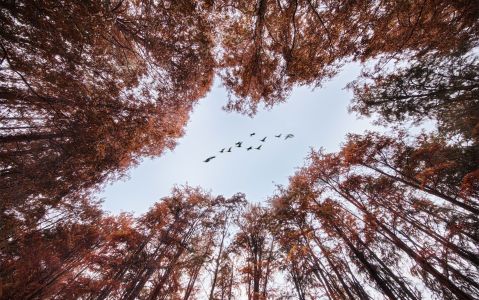 仰拍,树木,森林,鸟类,植物,自然风光,中国,动物