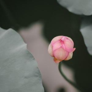 植物,映日荷花,荷花,粉红色的荷苞,生物,荷叶