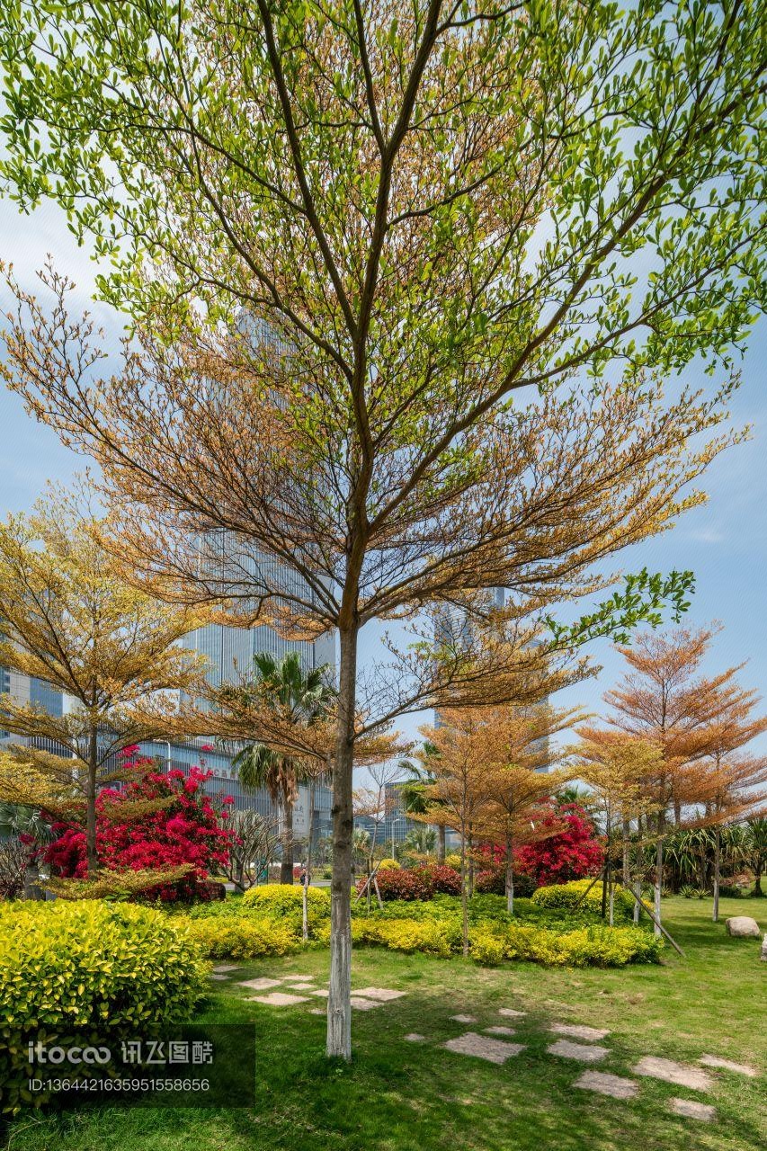 植物,树,其它