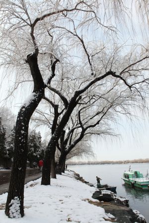 自然风光,生物,植物,树木,颐和园,中国,北京