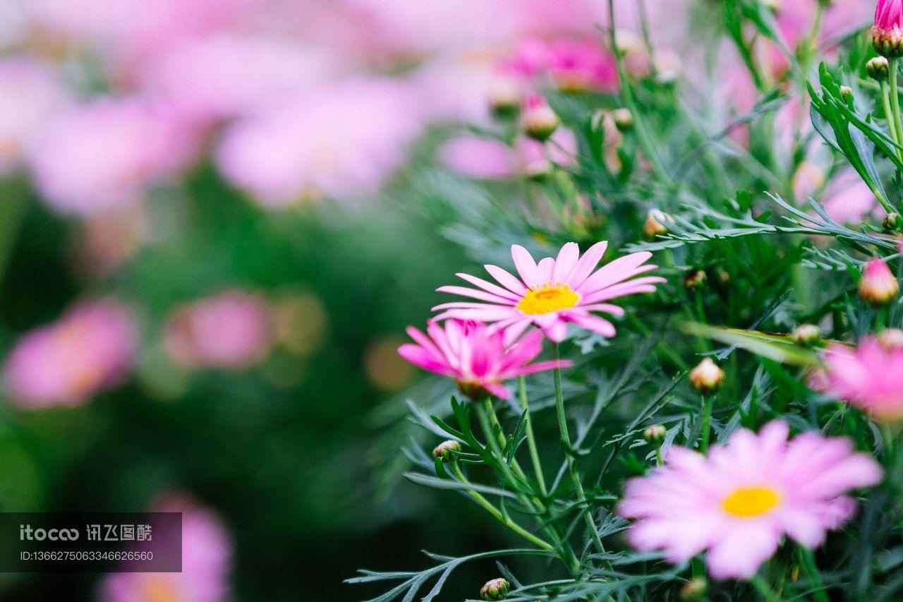 花,特写,生物