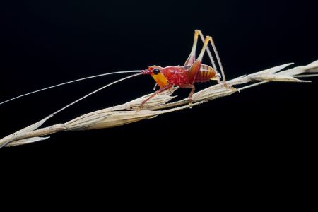 黑色背景,生物,特写,动物,昆虫,植物