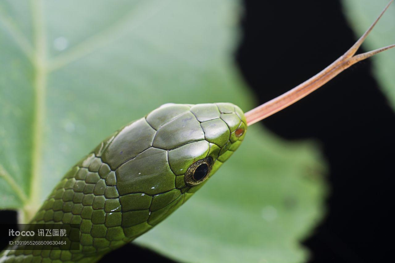 蛇,绿曼巴蛇,动物