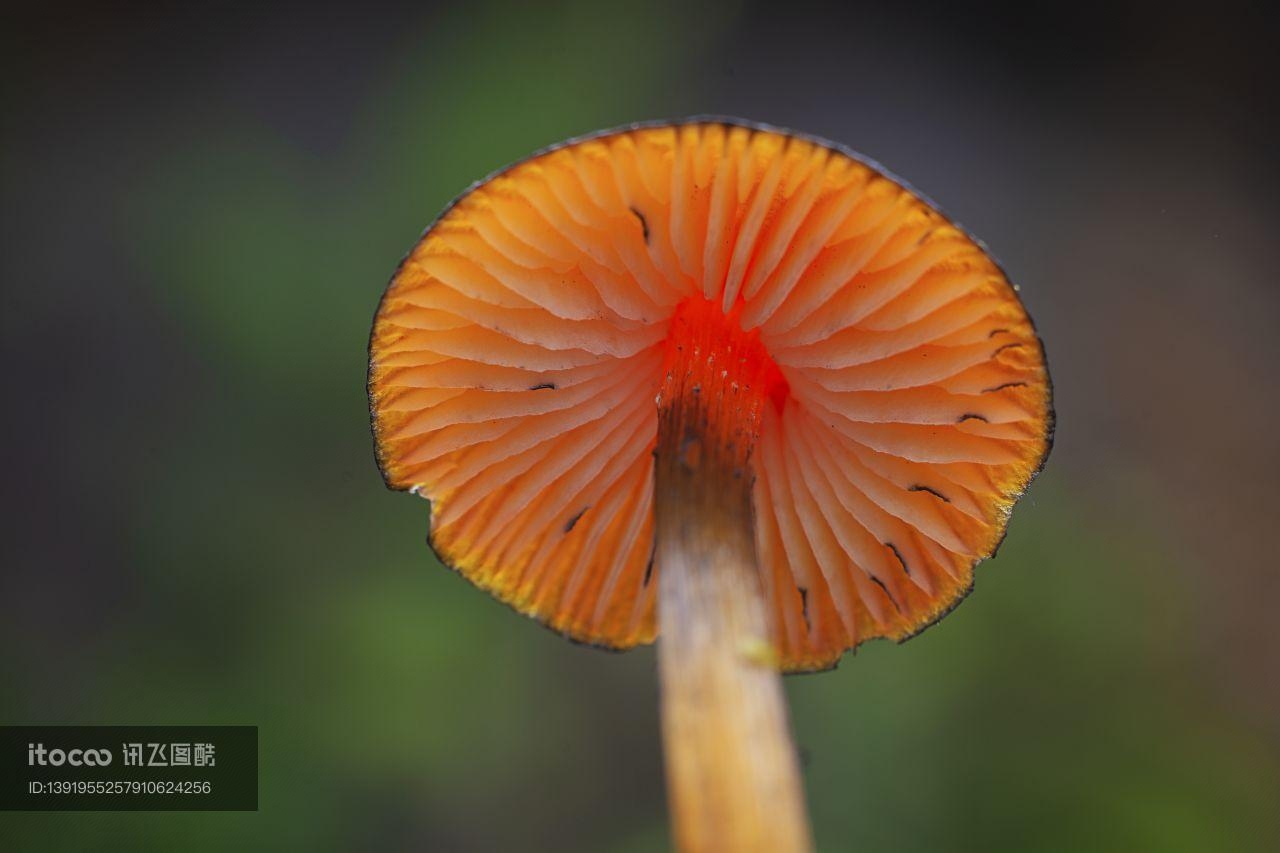 特写,蘑菇（块菌）,自然