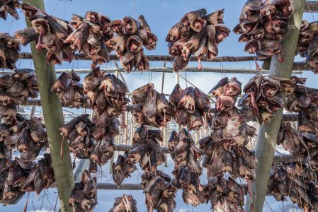 自然风光,海洋,江河,鱼类,动物