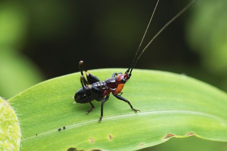 昆虫,节肢动物,昆虫类,特写,微距,动物,生物
