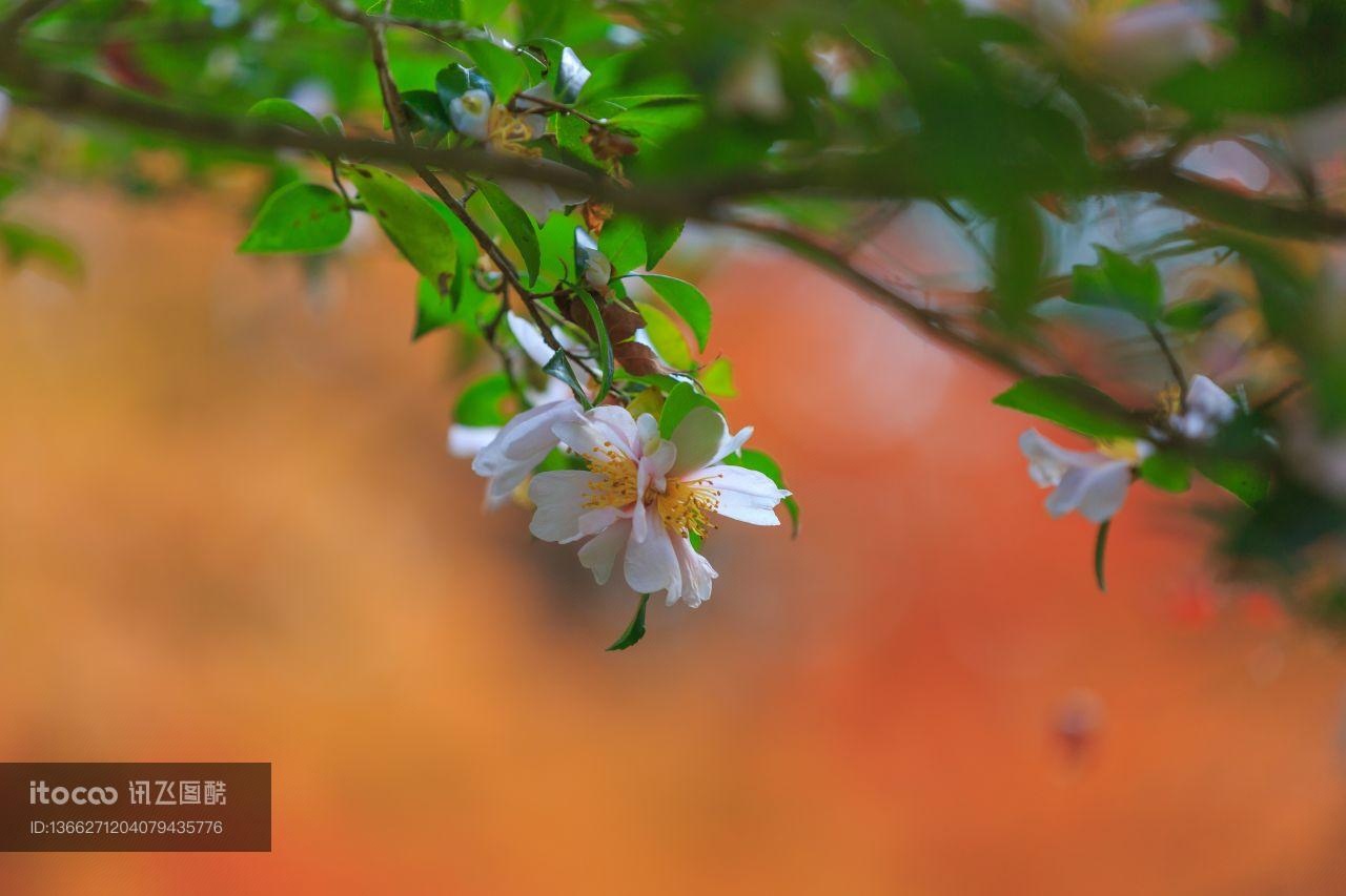 自然风光,植物,花