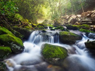 自然风光,特写,植物,江河,瀑布,森林,树木,岩石,地衣
